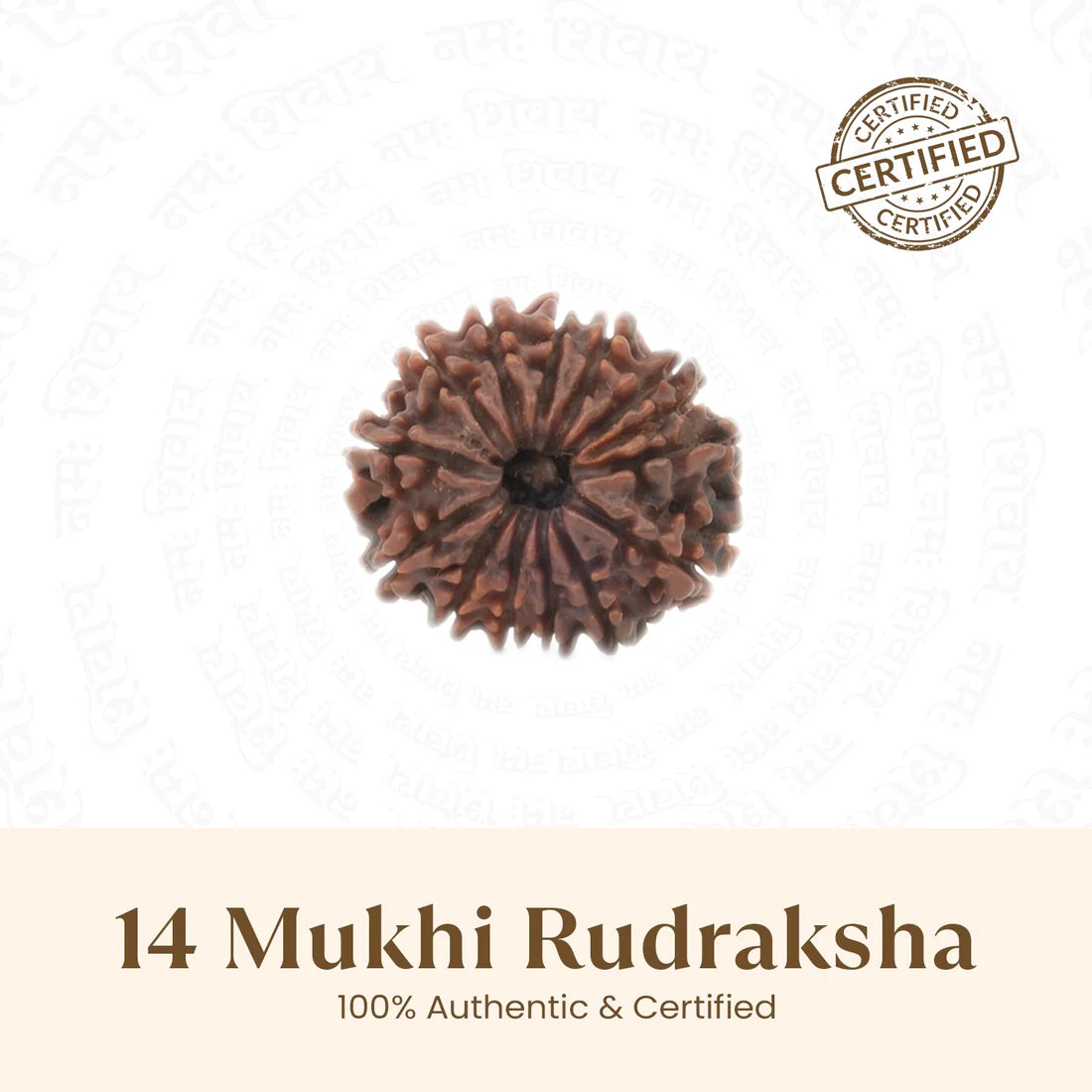 14 MUKHI RUDRAKSHA (NEPALI)(CERTIFIED)