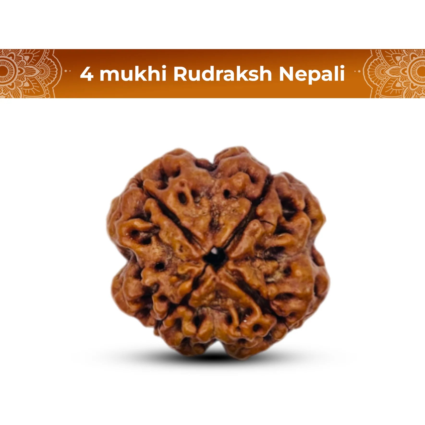 4 Mukhi Rudraksha (Nepali)