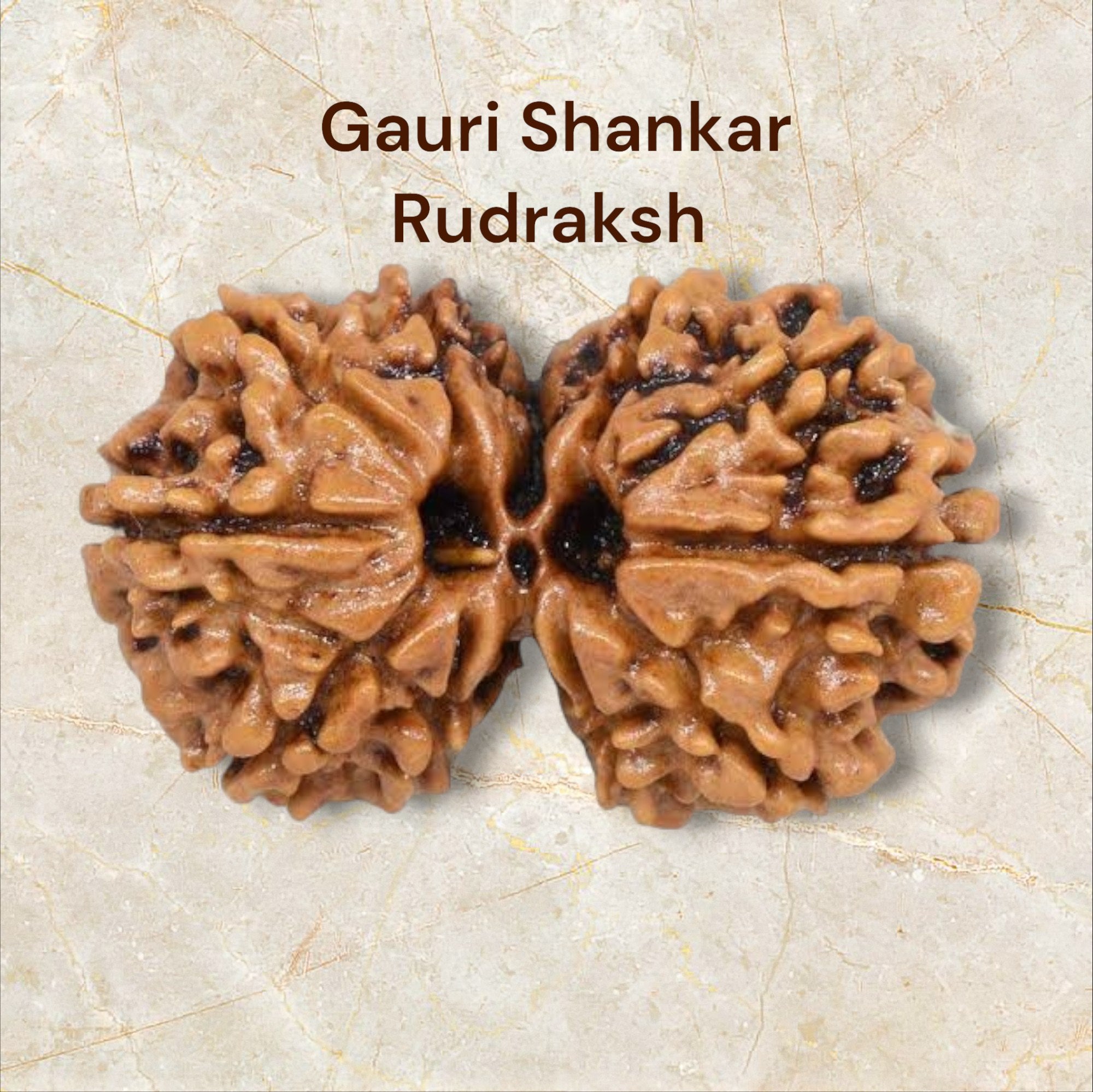 GAURI SHANKAR  RUDRAKSH (100% ORIGINAL)(NEPALI)