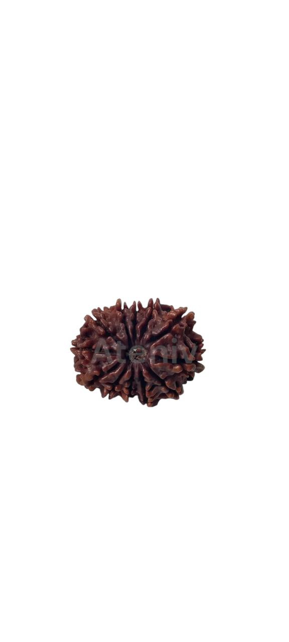 12 MUKHI RUDRAKSH ROUND (100% ORIGINAL)(NEPALI)