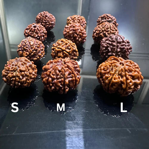 7 MUKHI RUDRAKSH (100% ORIGINAL)(NEPALI)