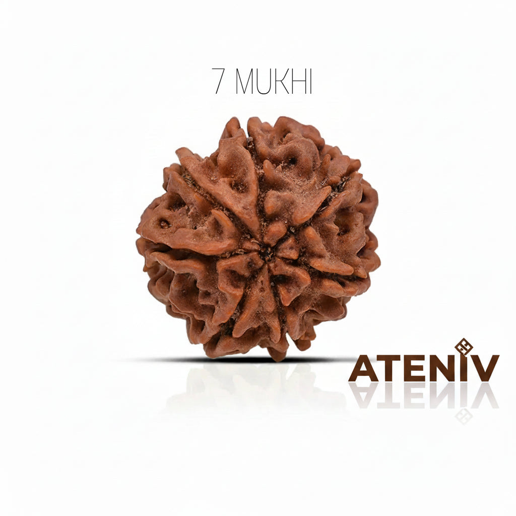 7 MUKHI RUDRAKSH (100% ORIGINAL)(NEPALI)