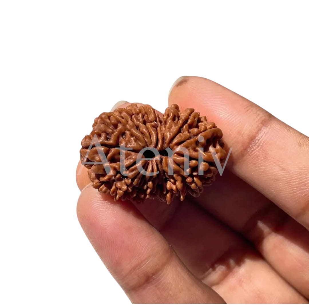 17MUKHI RUDRAKSH (100% ORIGINAL)(NEPALI)