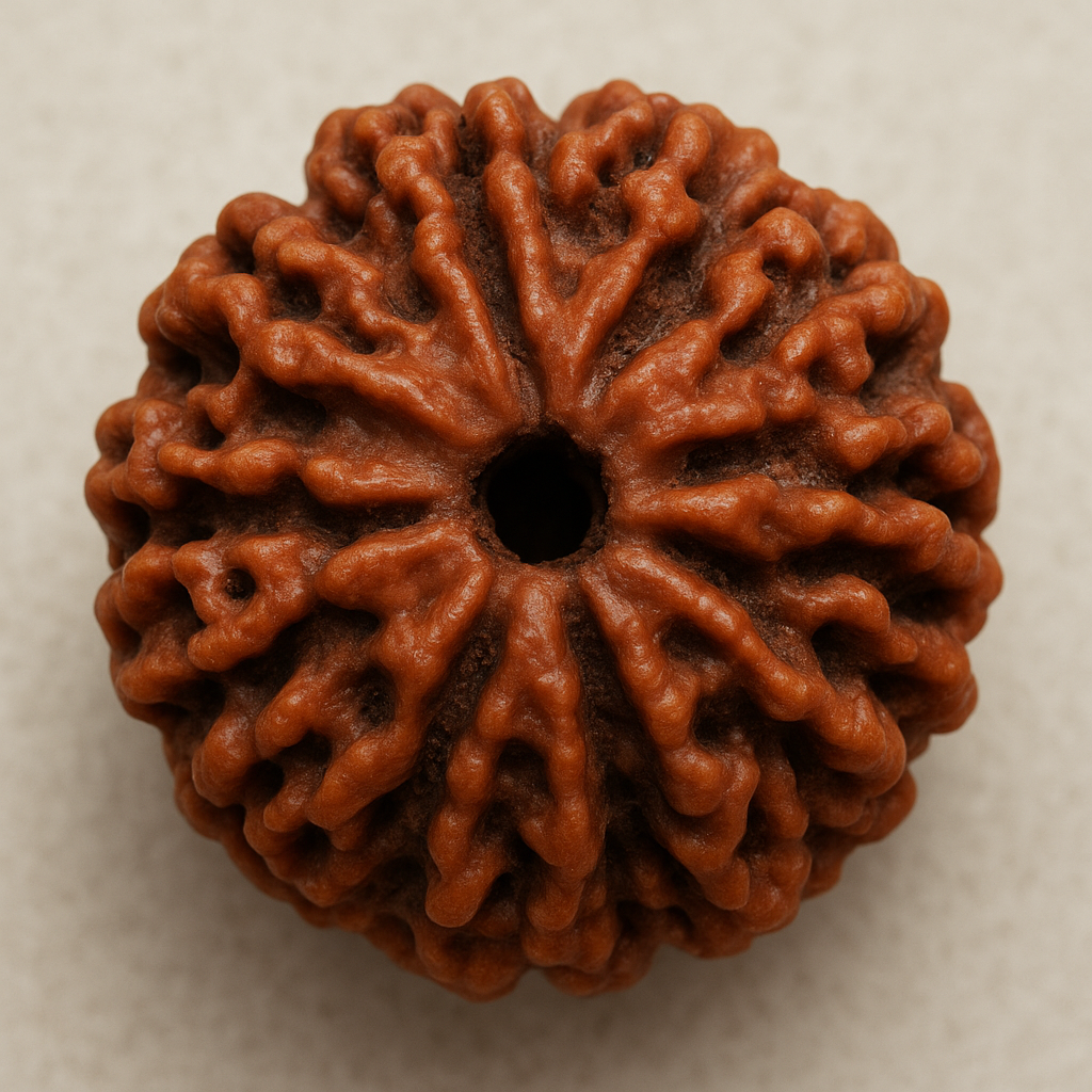 8 MUKHI RUDRAKSHA (100% ORIGINAL)(NEPALI)