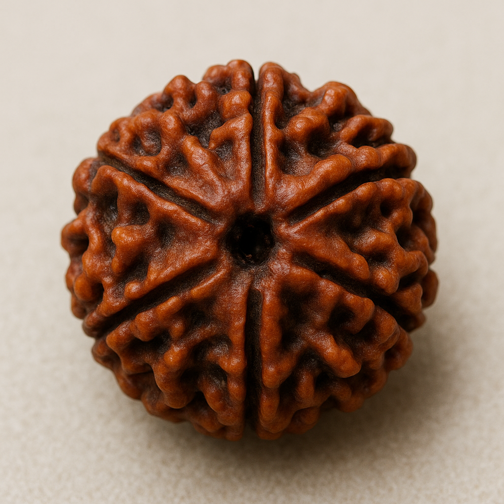 5 MUKHI RUDRAKSH (100% ORIGINAL)(NEPALI)